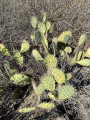 Opuntia littoralis