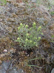 Castilleja thompsonii