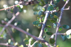 Coprosma wallii