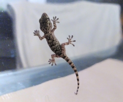 Tarentola mauritanica