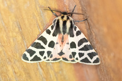 Apantesis incorrupta