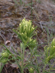 Castilleja thompsonii