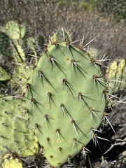 Opuntia littoralis