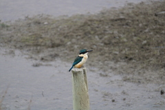 Todiramphus sanctus vagans