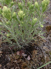 Castilleja thompsonii