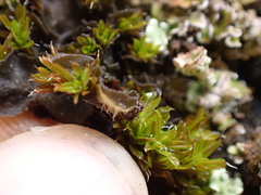 Leptochidium albociliatum