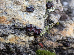 Psora