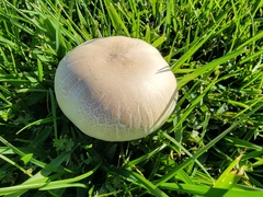 Agaricus xanthodermus