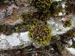 Leptochidium albociliatum