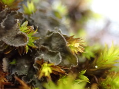 Leptochidium albociliatum