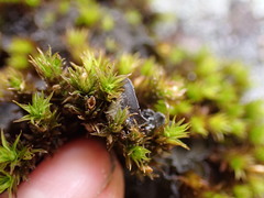 Leptochidium albociliatum