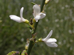Cytisus filipes