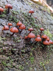 Gymnopilus picreus