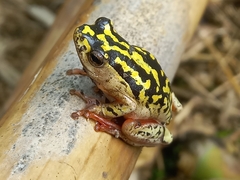 Hyperolius marmoratus