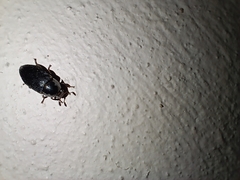 Dermestes