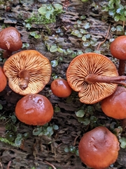 Gymnopilus picreus