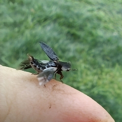 Dermestes