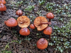Gymnopilus picreus