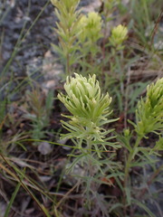 Castilleja thompsonii