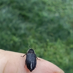 Dermestes