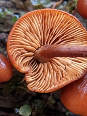 Gymnopilus picreus