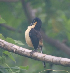 Donacobius atricapilla
