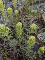 Castilleja thompsonii