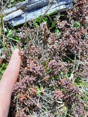 Acrothamnus colensoi