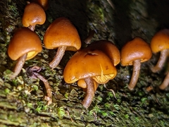 Gymnopilus picreus