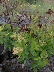 Spiraea betulifolia