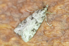 Scoparia palloralis