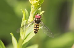 Meliscaeva auricollis