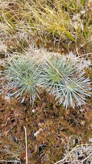 Celmisia markii