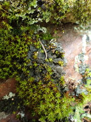 Leptochidium albociliatum