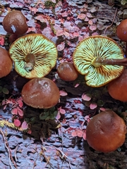 Gymnopilus picreus