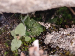 Riccia cavernosa