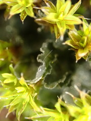 Leptochidium albociliatum