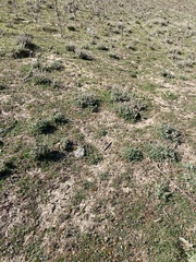 Ceratocephala pungens