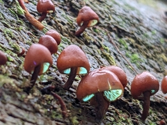 Gymnopilus picreus