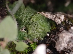 Riccia cavernosa