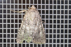 Protorthodes alfkenii