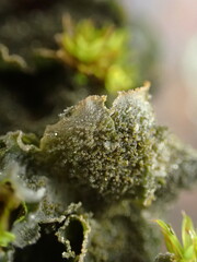 Leptochidium albociliatum