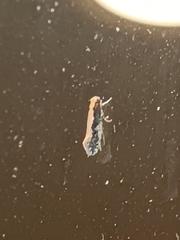 Monopis crocicapitella