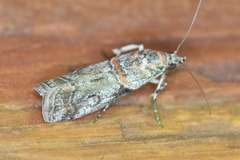 Olybria aliculella