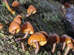 Gymnopilus picreus