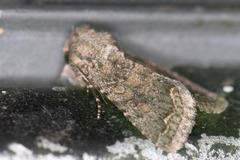 Protorthodes alfkenii