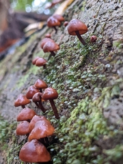 Gymnopilus picreus