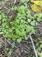 Dichondra carolinensis