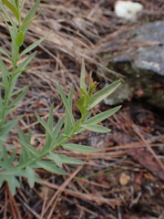 Comandra umbellata