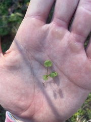 Dichondra carolinensis